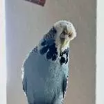 Leias neugieriger Blick