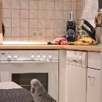 Pamuk zu Besuch in der Küche