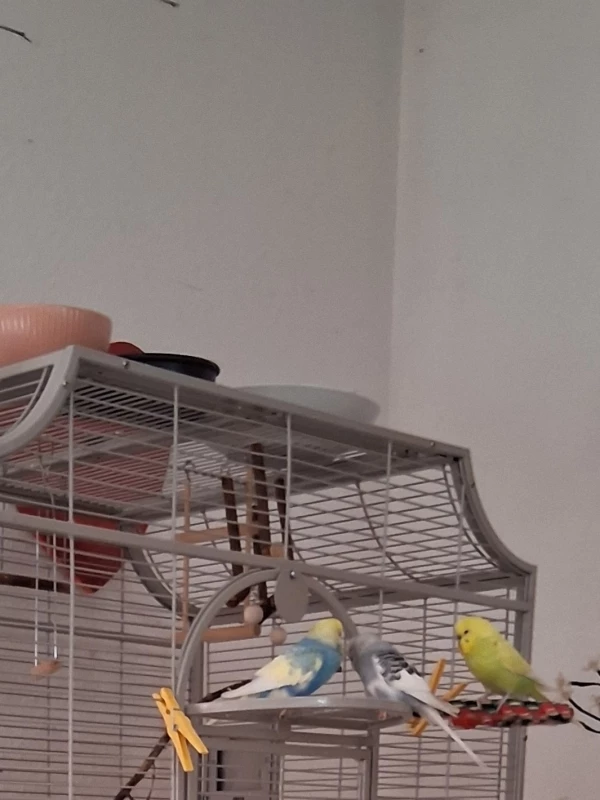 Flauschbällchenskita