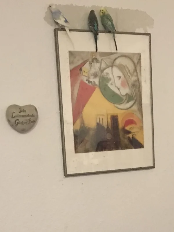 Wellensittich-Bild: Es wird zu dritt geknuspert.