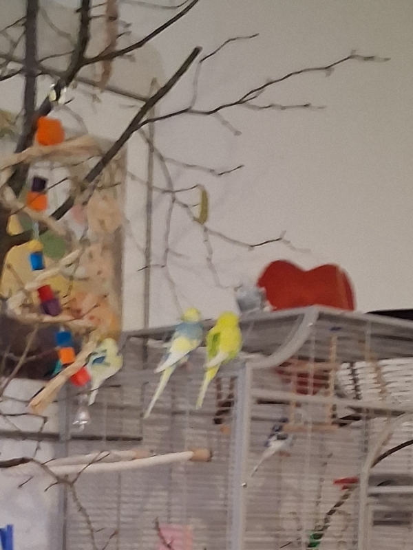 Versammlung der Flauschbällchens 