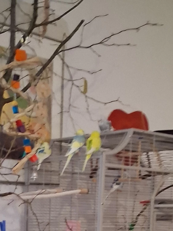 Wellensittich-Bild: Was stellen wir heute an? Vorschläge bitte. Ich höre