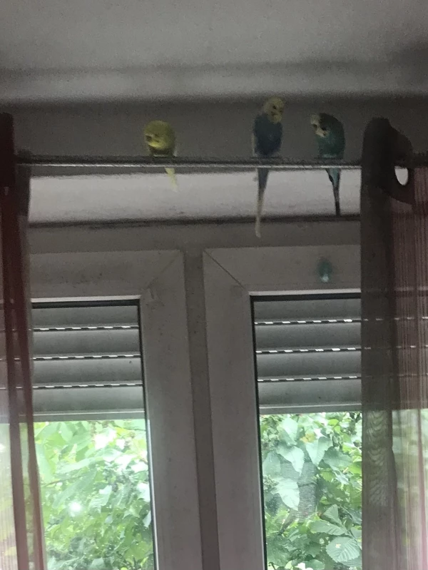 Wellensittich-Bild: Homer, Shiela und Barney haben Spaß.