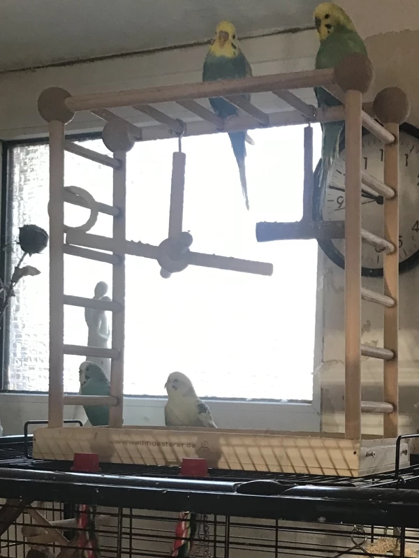 Wellensittich-Bild: Schön ist es auf dem Spielplatz. 