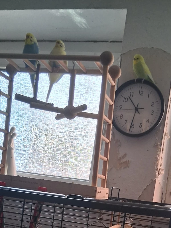Wellensittich-Bild: Barney wurde auf die  Uhr geschickt. Zweisamkeit ist wichtig. 