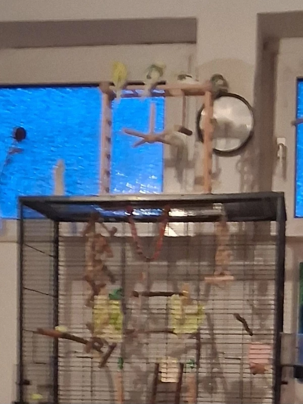 Wellensittich-Bild: Das große Meeting der Flauschbällchens.