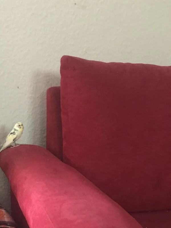 Wellensittich-Bild: Marge fühlt sich super wohl auf ihrem Platz. 