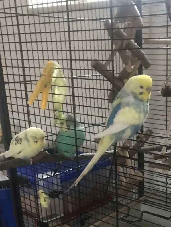 Wellensittich-Bild: Homer und seine Mädels. Besser kann es ein kleines Hähnchen nicht treffen.