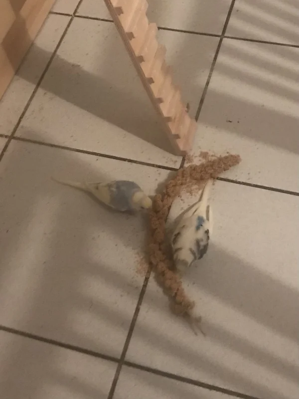 Wellensittich-Bild: Vorbescherung für Marge. Die Leiter geht zum Hauseingang. 