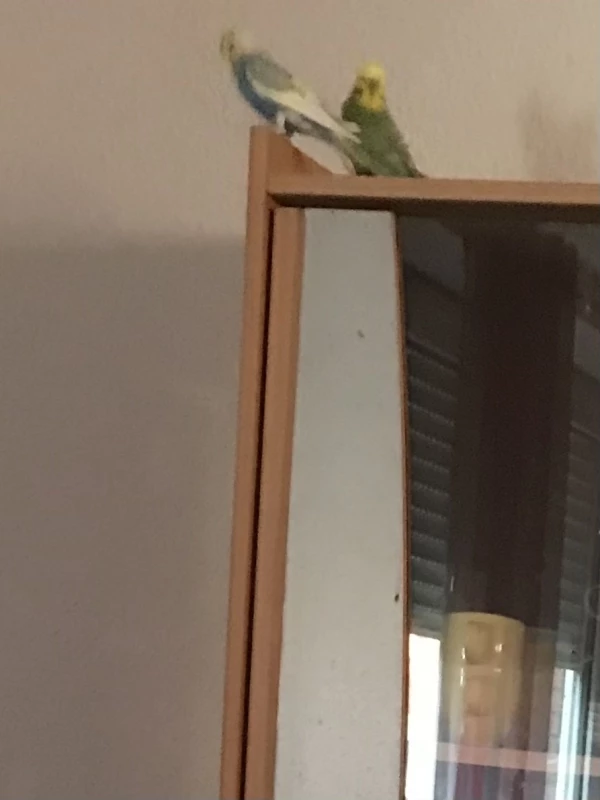 Wellensittich-Bild: Guck mal da, was die Felo macht.