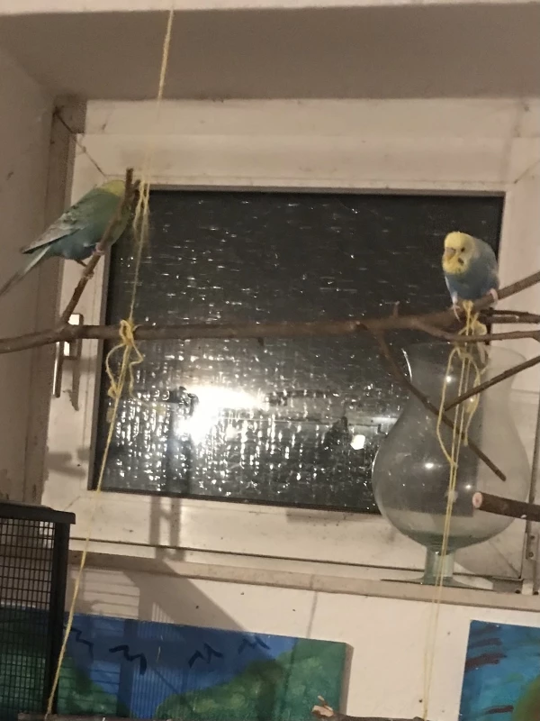 Wellensittich-Bild: Homer und Moritz sind sehr fleißig.