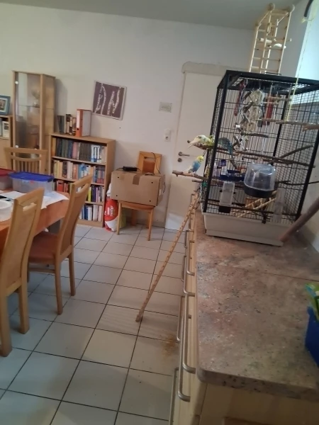 Wellensittich-Bild: Hotel Felo ist einfach das Beste. 