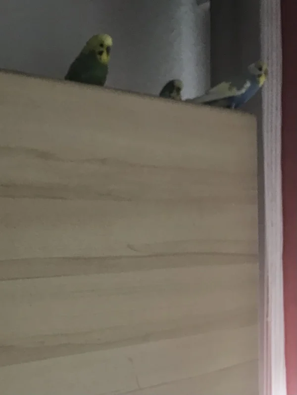Wellensittich-Bild: Wann ist Mama endlich fertig?