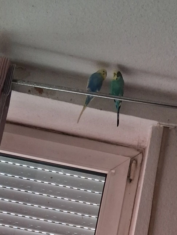 Wellensittich-Bild: Homer und Shiela chillen zusammen.