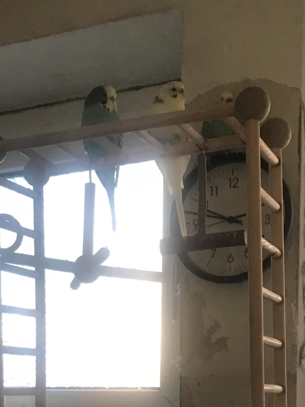 Wellensittich-Bild: Es ist wichtig nichts zu verpassen.