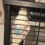 Gute Nacht Marge 