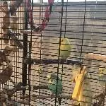 Schaukeln in Gesellschaft 