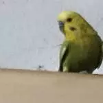 Moritz (flieg frei, mein Kleiner)