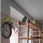 Schwarmleben 