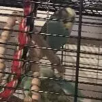 Siesta bei den Flauschbällchens