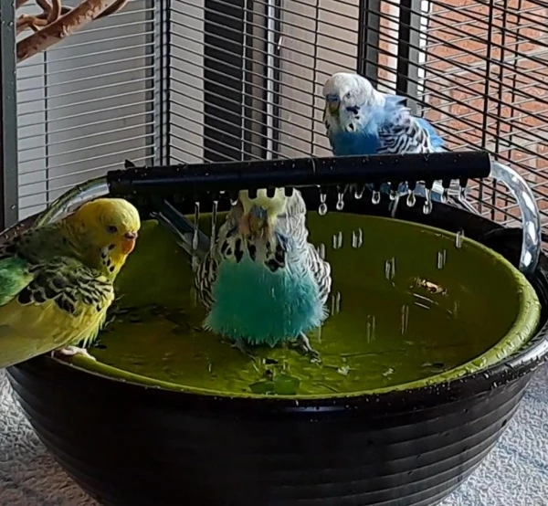 Wellensittich-Bild: Herrlich, so eine erfrischende Dusche