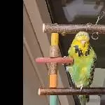 Diva Babsi