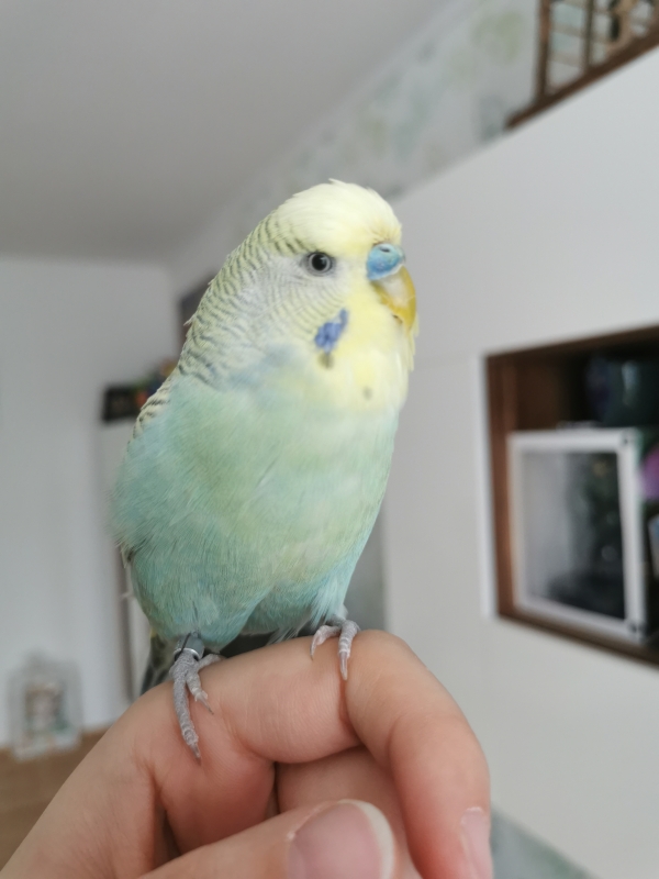 PHPSESSID