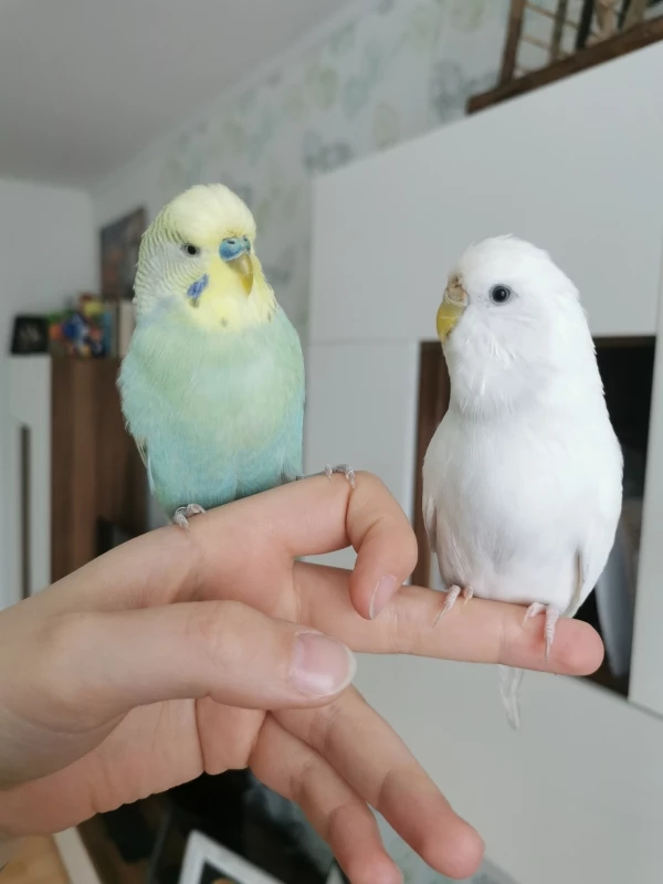 Wellensittich-Bild: Yuki hat Hedwig beigebracht, dass meine Hand nicht gefährlich ist. Innerhalb kürzester Zeit wurde sie auch zutraulich. 