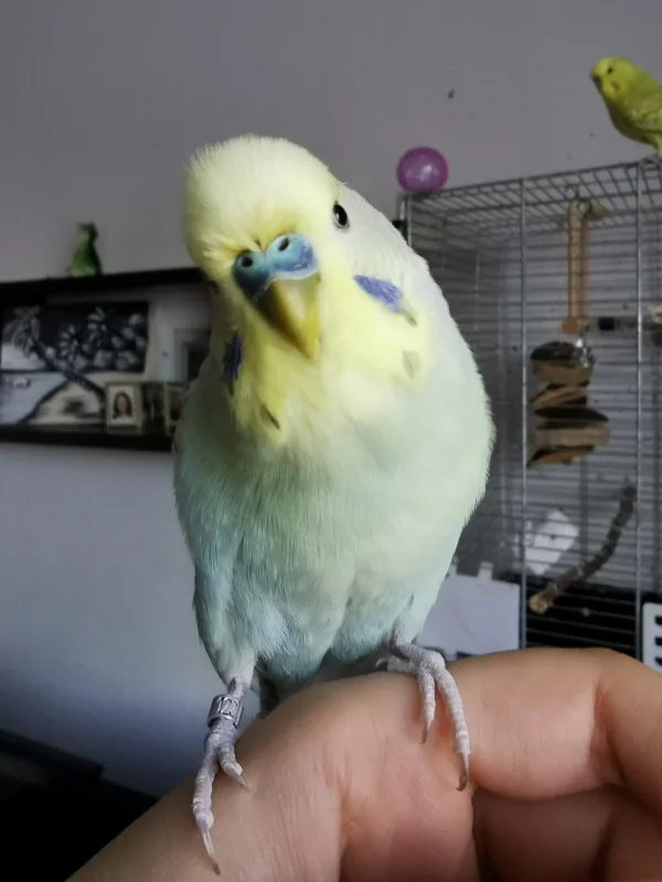 Wellensittich-Bild: Eines meiner liebsten Bilder von Yuki. 