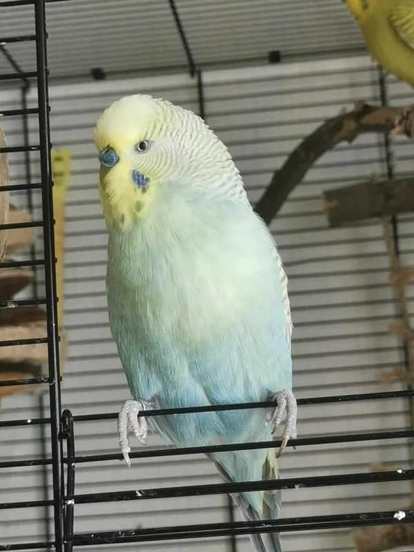 Wellensittich-Bild: Mein Hahn Yuki