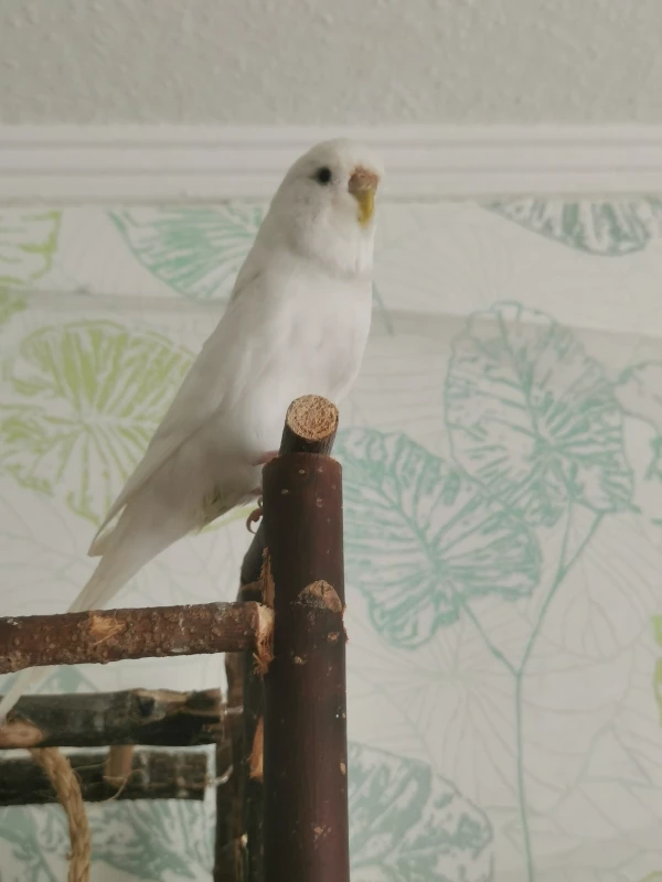 Wellensittich-Bild: Sie hat irgendetwas entdeckt, was ihre Neugier geweckt hat 