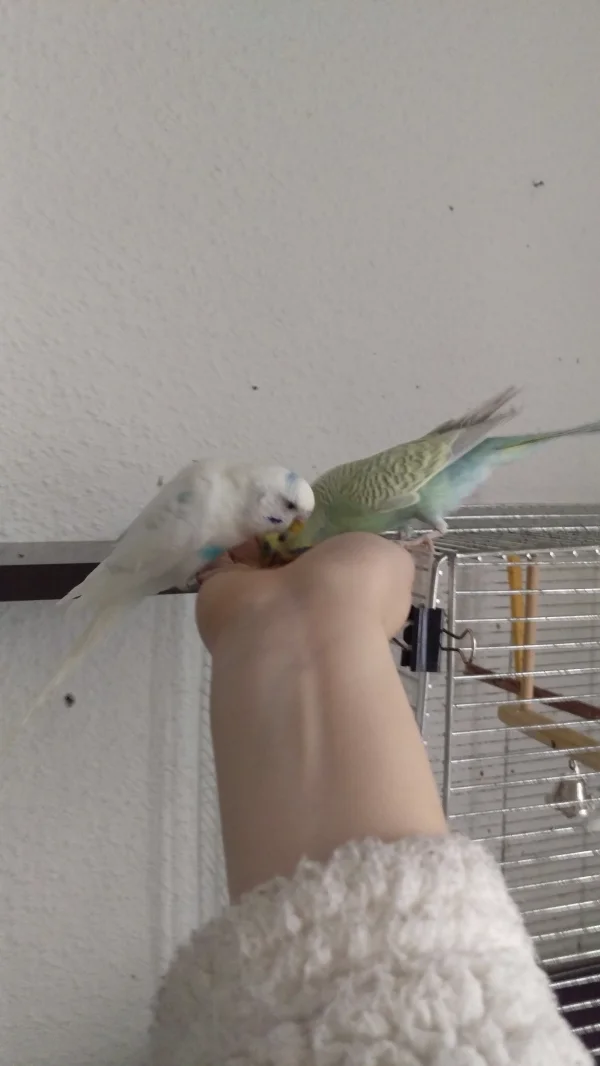 Wellensittich-Bild: Yuki und Paul haben gerne aus meiner Hand gefressen 