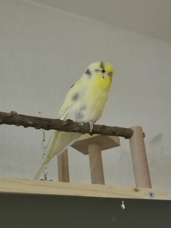 Wellensittich-Bild: Ich habe mir schon so lange einen gelben Welli gewünscht und habe mir diesen nun mit dem kleinen Lemon erfüllt.