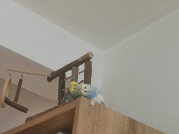 Wellensittich-Bild: Die Beiden beobachten immer ganz genau, was wir machen. 
