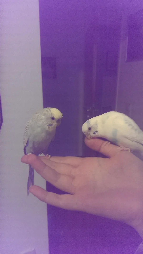 Wellensittich-Bild: Hier sitzen beide zusammen auf meiner Hand