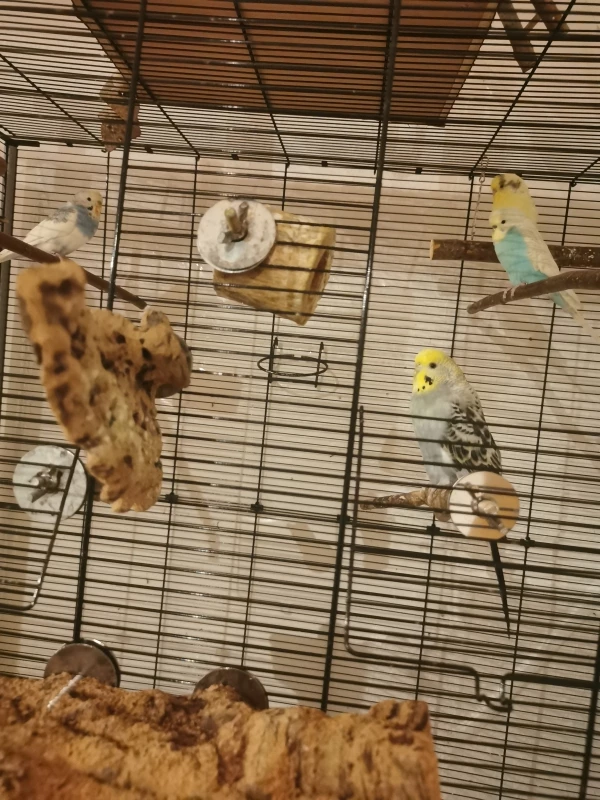 Wellensittich-Bild: Langsam werden die 4 Flauschkugeln müde und sammeln sich im Käfig 