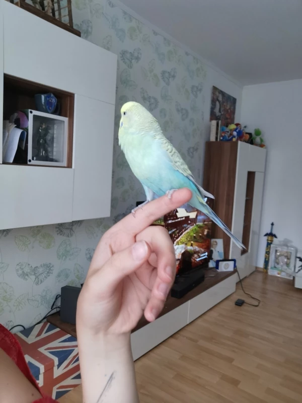 Wellensittich-Bild: Nach dem Essen wird geschaut, ob ich noch irgendwo was versteckt habe