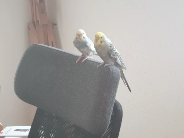 Wellensittich-Bild: So kann man am Besten im Home Office arbeiten. 