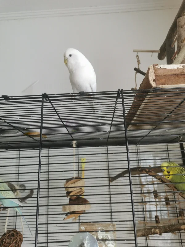 Wellensittich-Bild: Sie kam zusammen mit Errol vor 3 Wochen