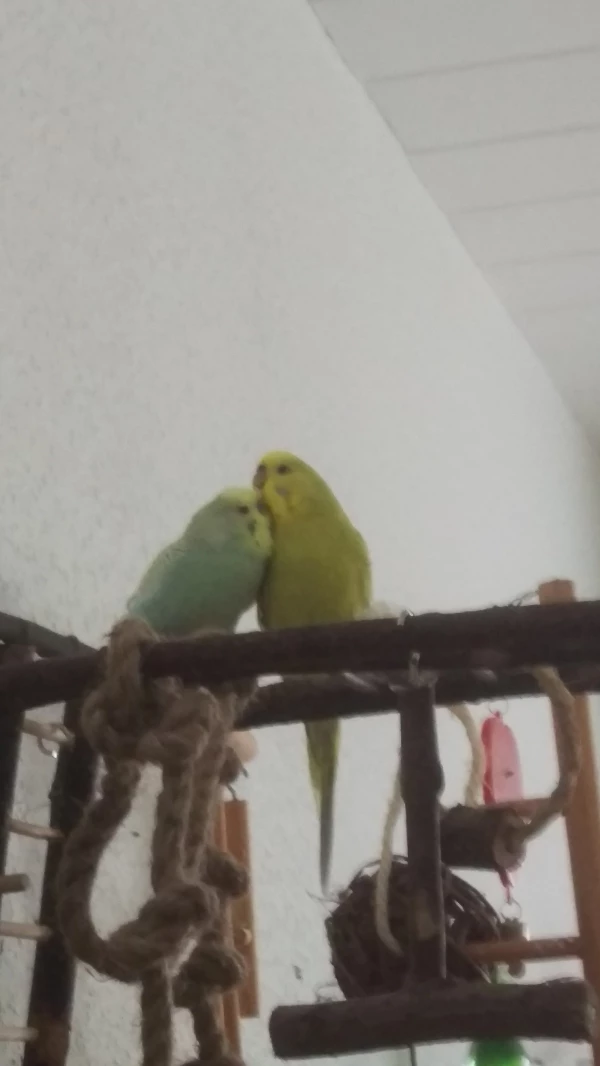 Wellensittich-Bild: Schon am Anfang hatten sich die beiden besonders lieb