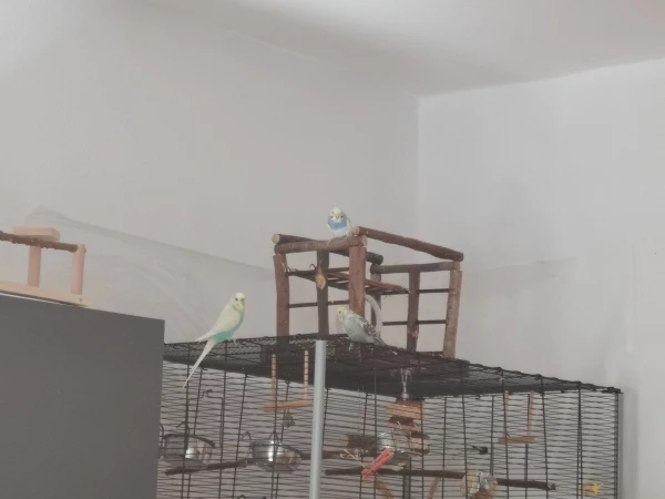 Wellensittich-Bild: Jetzt wird das Wohnzimmer erkundet. Endlich mehr Platz zum fliegen! 