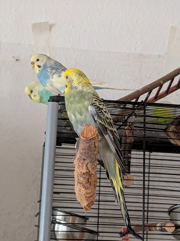 Wellensittich-Bild: Ame hat die Stange eingenommen und die anderen Beiden beobachten Lemon auf dem Vogel Baum.