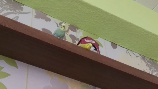 Wellensittich-Bild: Bella hat immer gerne auf dem Regal gelegen