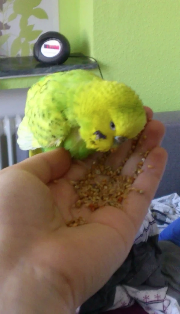 Wellensittich-Bild: Mein erster Wellensittich Charly 