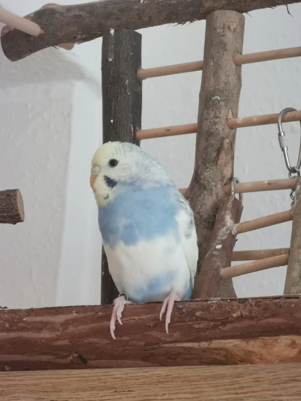 Wellensittich-Bild: Unser Neuzugang Kumo auf dem Spielplatz 