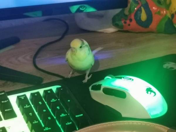 Wellensittich-Bild: Alleine arbeiten macht keinen Spaß also hat Lemon sich entschlossen mir zu helfen. 
