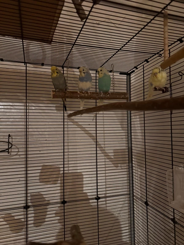 Wellensittich-Bild: Lemon hat zwar noch Platz auf der gemeinsamen Schaukel aber traut sich nicht hin.