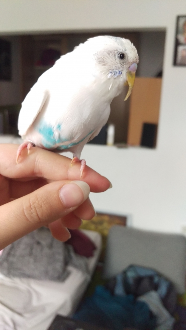 PHPSESSID