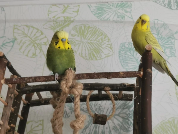 Wellensittich-Bild: Die beiden schauen sich das Geschehen lieber von weitem an