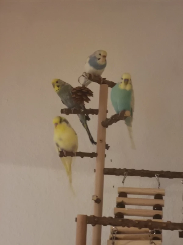 Wellensittich-Bild: Heute wurde sich auf dem großen Spielplatz versammelt.